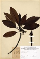 藏品(紅樹(紅茄苳))的圖片